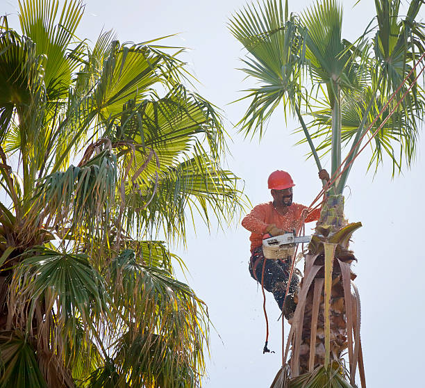 Best Tree Disease Treatment  in Sandia Heights, NM