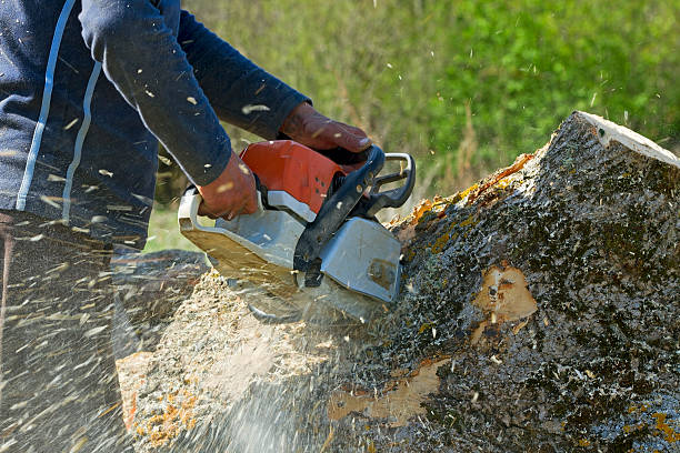 Best Utility Line Clearance  in Sandia Heights, NM